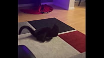 Goblin chasing his tail like he’s still a kitten ⬛
