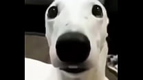 my dog is scared