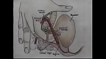 Sex Education Orgasm Training Video Thumbnail