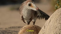 Planeta Prehistórico