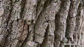 Busty MILFs Get Spanked in Hot BDSM Lesbo Action