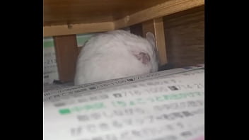 認証動画