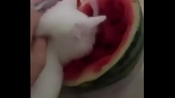 Gato diciendo quiero semen xd