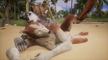 Two Wolves Play Beach Wildlife...
