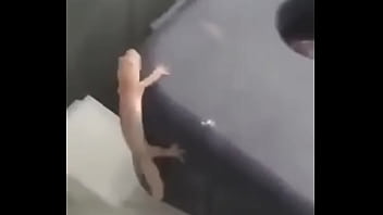 Clip sex Lizard meme