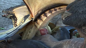 Monster Hunter porn