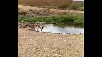 Vidéo De Vérification