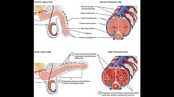 masturbation techniques for men stimulation of the corona dr kenny