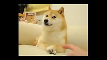 It's ok Doge is here