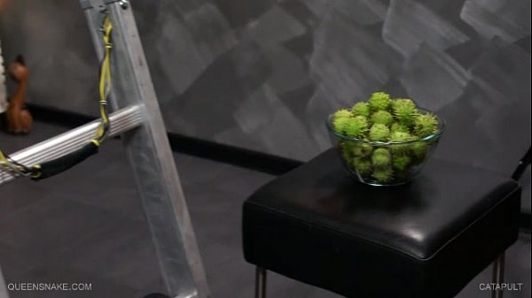 Queensnake.com - Catapult - Best Porn Web Sex Videos