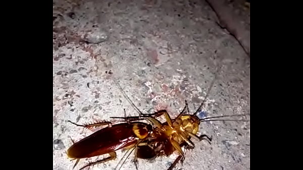 COCKROACHES QUE TÊM SEXO