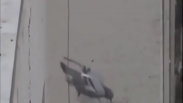 Rolls Suicide LIVE Your Instagram: Thumbnail