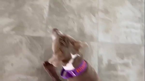 Anal Time With The Panda Family!