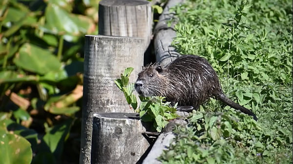 little nutria :) Thumbnail