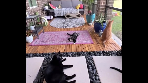 Happy international cat day from my cats to yours Thumbnail