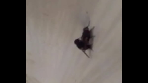 Hot sexy aunty fucking Thumbnail