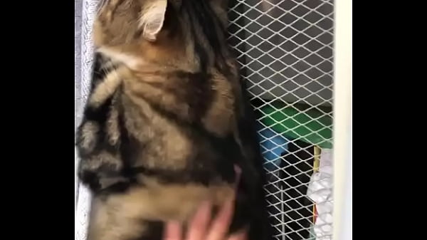 Cat gets  by Indian faggot Thumbnail