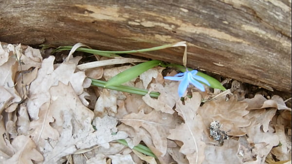 Stranger in the woods gets to suck dick