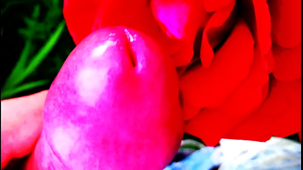 Red Rose Thumbnail