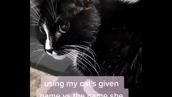 usar o nome que minha gata deu em vez do nome que ela escolheu para si mesma?