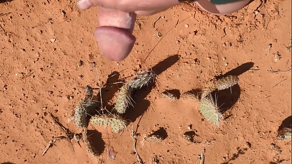 Ráélveztem a kaktuszra