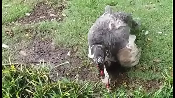 EU VOU PARA A FAZENDA COM MEU PRIMO E ACONTECE ISSO