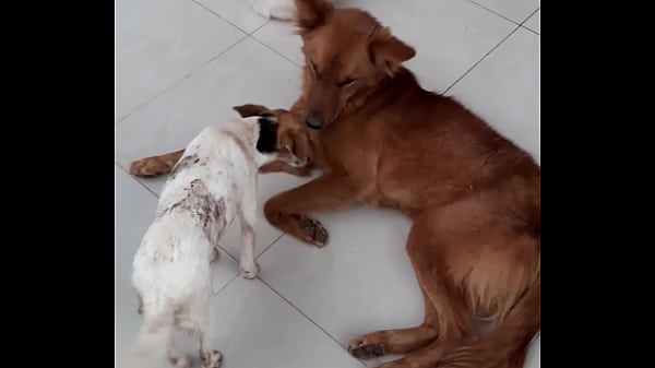 Oooo good xxx with pitbull dog Thumbnail