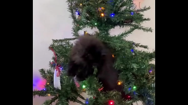 Feliz Natal do pequeno terrorista