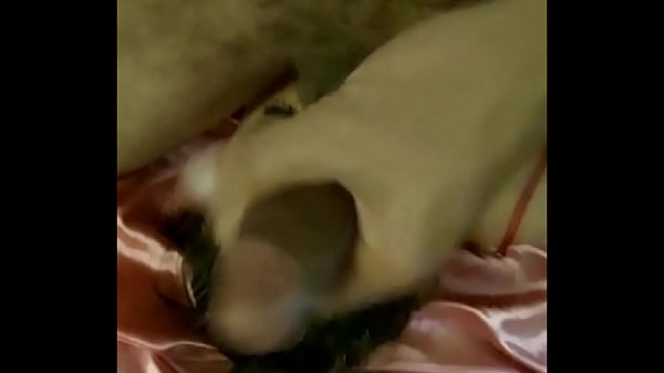 2253 (SS Vertical) - French Amateur, Red Satin Dress, Brown Satin Tight Dress, Satin Lingerie Outfit (Panties, Thong, Bra, Garter-Belt) Heels, Stockings, Pussy Fucking, Doggystyle, Blowjob, Rimming, POV, Closeup