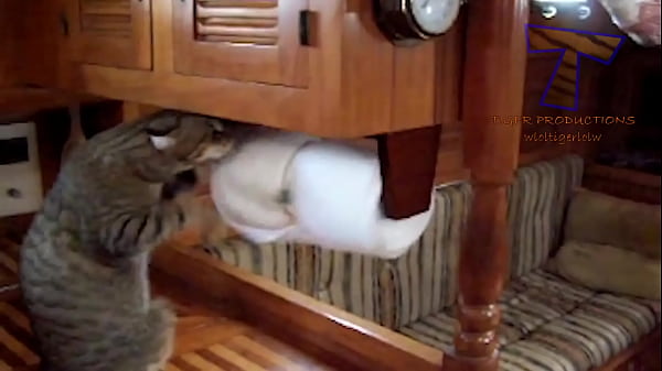 hairy pussy funny Thumbnail