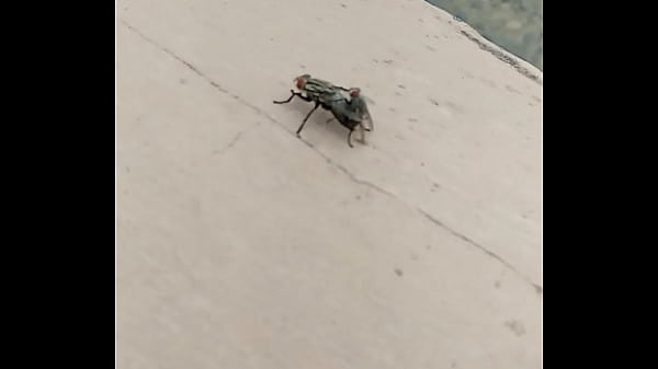 Flies fornicating solid on the balcony ((ORIGINAL)) Thumbnail