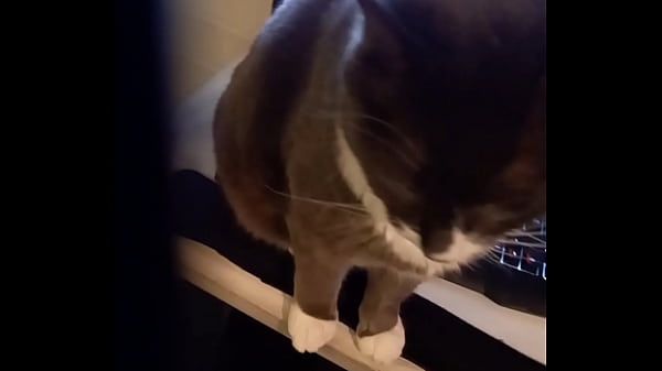 The second part of the audition (ft. Pilten the Cat)