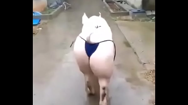 The Joke Paradise tem 39790 membros. clipes de fotos engraçadas