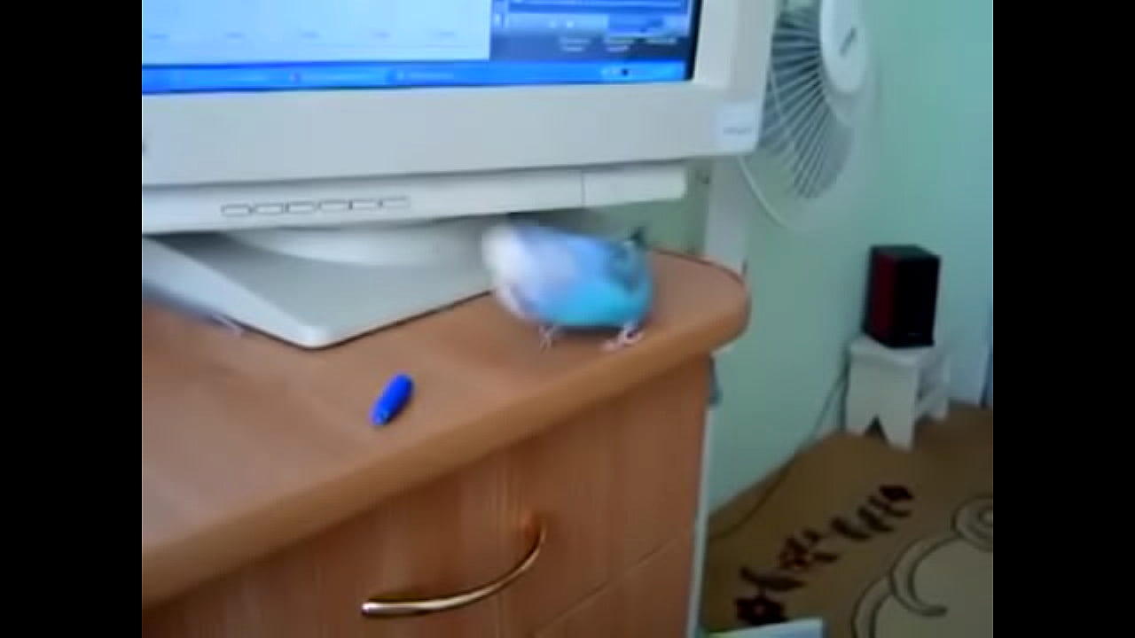 my happy bird Porn TV - Porn.xxhentai.net