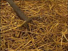  - ROBERT ROSENBERG XVIDEOS 05