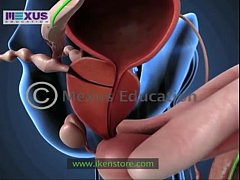  - Learn About the Male and female Reproductive Systems - Men for Women  Women for Men