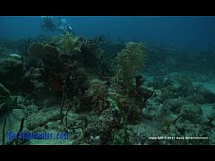  - SexUnderwater.The.Mouthpiece.