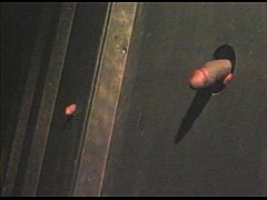  - Pacific Sun - Nubian Hores 1 2 - scene 1