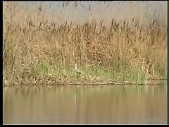  - La Follera Mayor - La Pandilla X (Part3) - Spanish Film