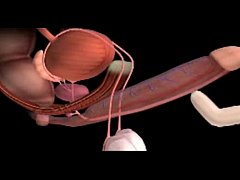  - male genitals and how they work