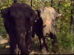  - Selen in La Regina degli Elefanti (a.k.a. The Queen of Elephants) - Scene #1