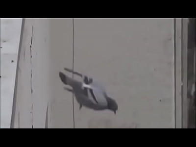 Rolls Suicide LIVE Your Instagram: