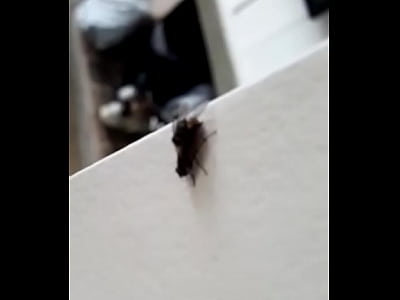 Fly porn