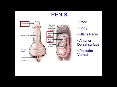 Kaltak uning mushukini korsatdi